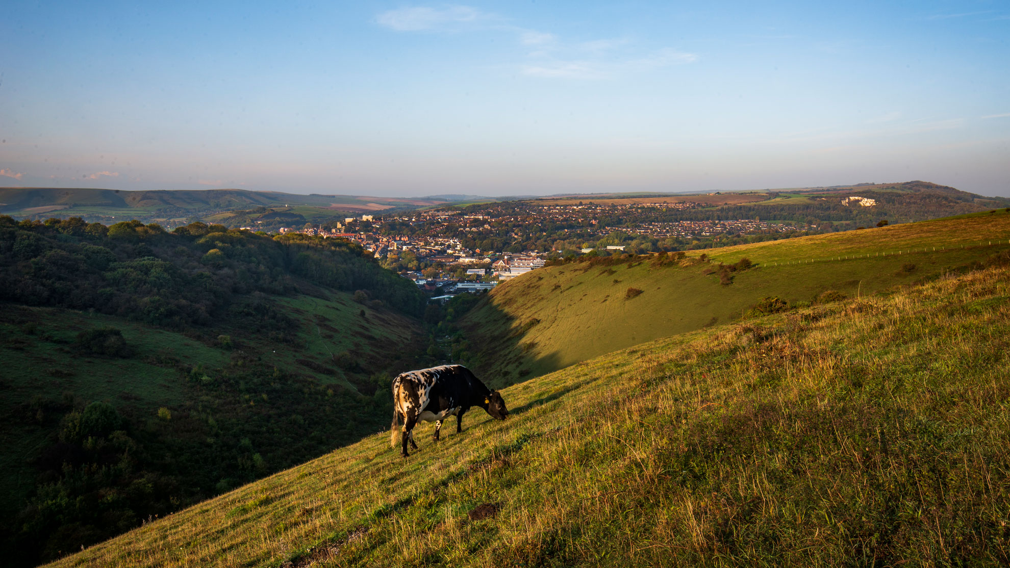 Early morning view across countryside near Lewes with grazing cows